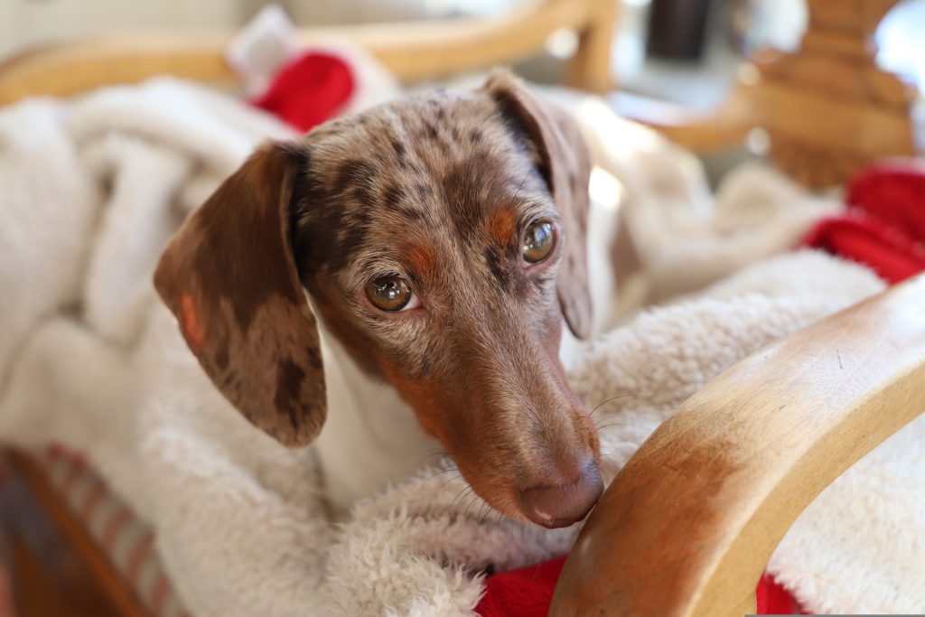 wer bewegt wen in der Hundeerziehung in der Hundeschule Yvonne Deffner