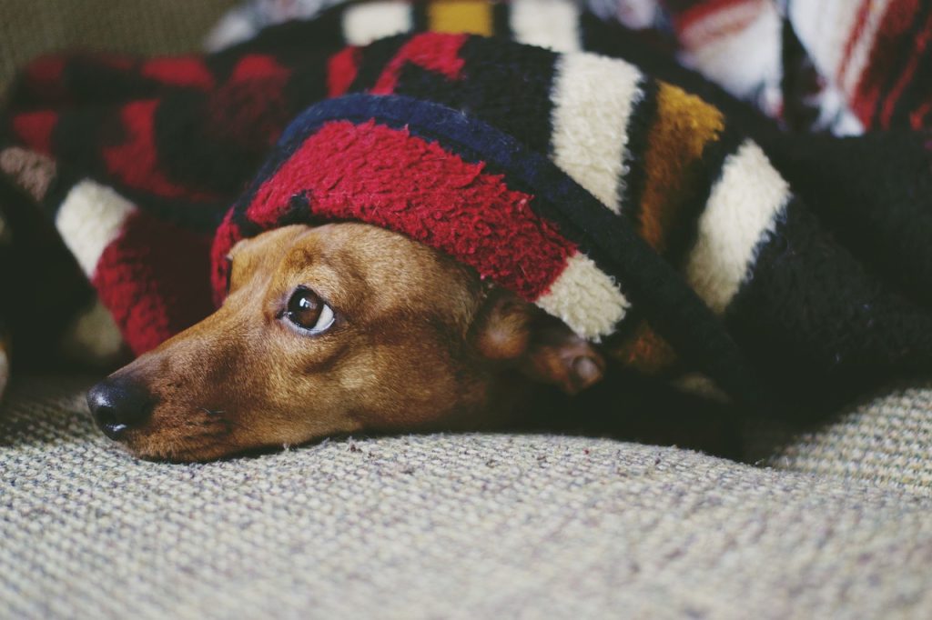 Bei schlechtem Wetter den Hund zuhause beschäftigen.