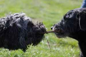 Auch eine Hundetrainerin ist mal von ihren Hunden genervt.