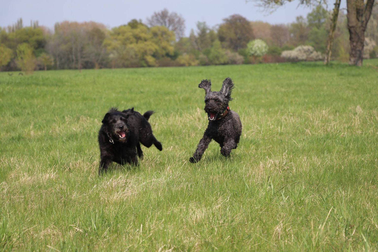 Hunde toben auf der Wiese und üben Rückruf bei Yvonne Deffner, der Hundetrainerin aus Limburgerhof