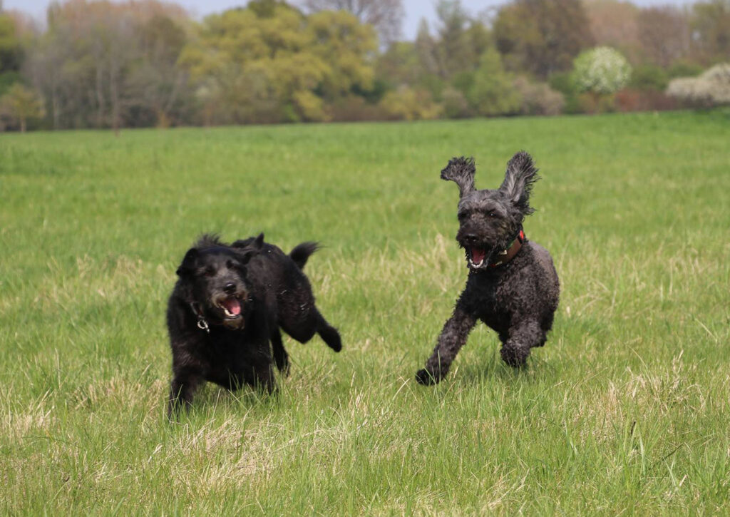 Hunde toben auf der Wiese und üben Rückruf bei Yvonne Deffner, der Hundetrainerin aus Limburgerhof