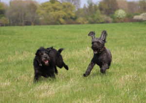 Hunde toben auf der Wiese und üben Rückruf bei Yvonne Deffner, der Hundetrainerin aus Limburgerhof