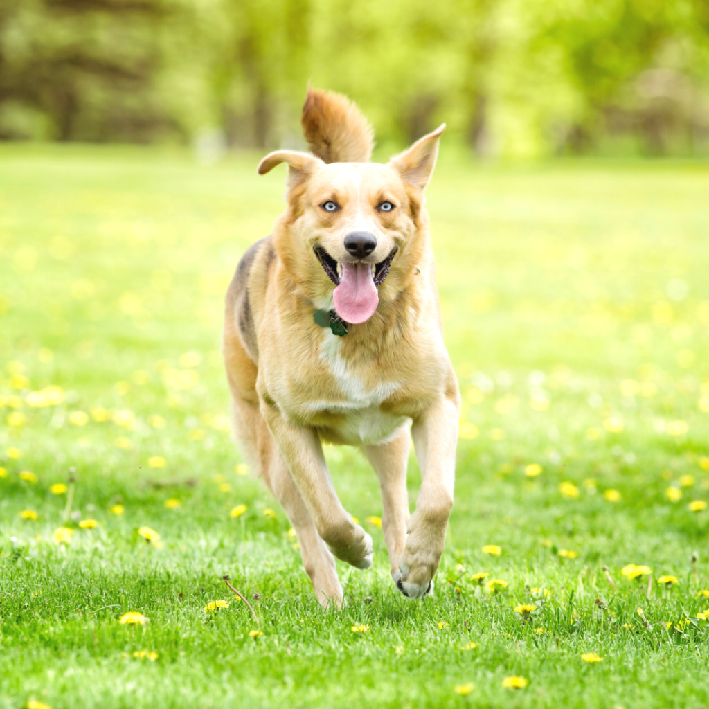 Hund im Training im Themenmonat Rückruf bei der Hundeschule Yvonne Deffner in Limburgerhof.
