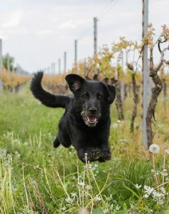 Rückruf in der Hundeschule Yvonne Deffner in Limburgerhof