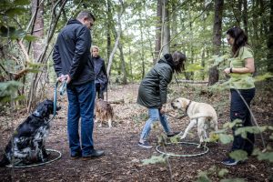 Erziehung im Gruppentraining in der Hundeschule Yvonne Deffner in Limburgerhof