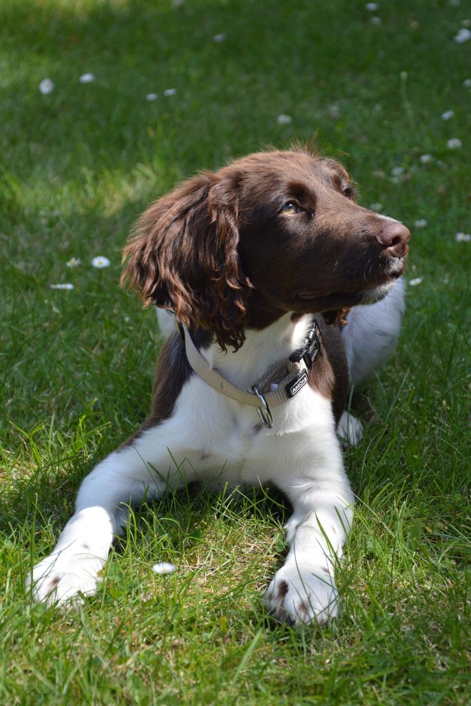 Langsam konzentriert Hundeschule Yvonne Deffner in der Themenstunde