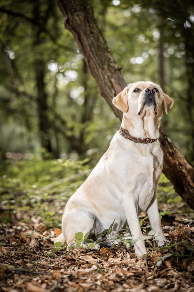 Social Walk und Übungsspaziergang mit Fotograf für Fotos von dir und deinem Hund