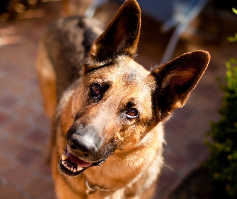 Hund fragt bei Mensch nach