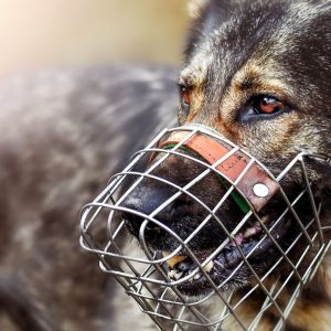 Maulkorbberatung für Hunde in der Hundeschule Yvonne Deffner in Limburgerhof