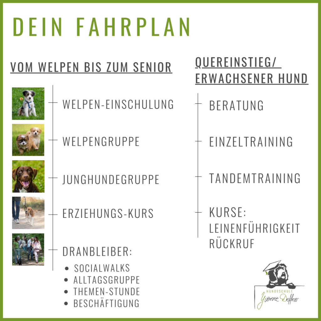 Deine Hundeschule Welpen, Junghunde, Erwachsene Hunde, Seniorhude