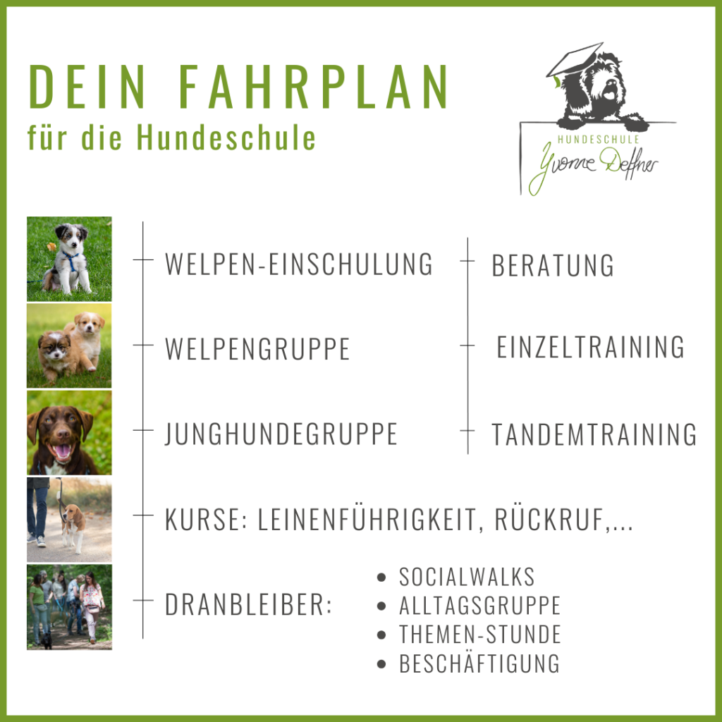 Viele Angebote für dich und deinen Hund in der Hundeschule Yvonne Deffner