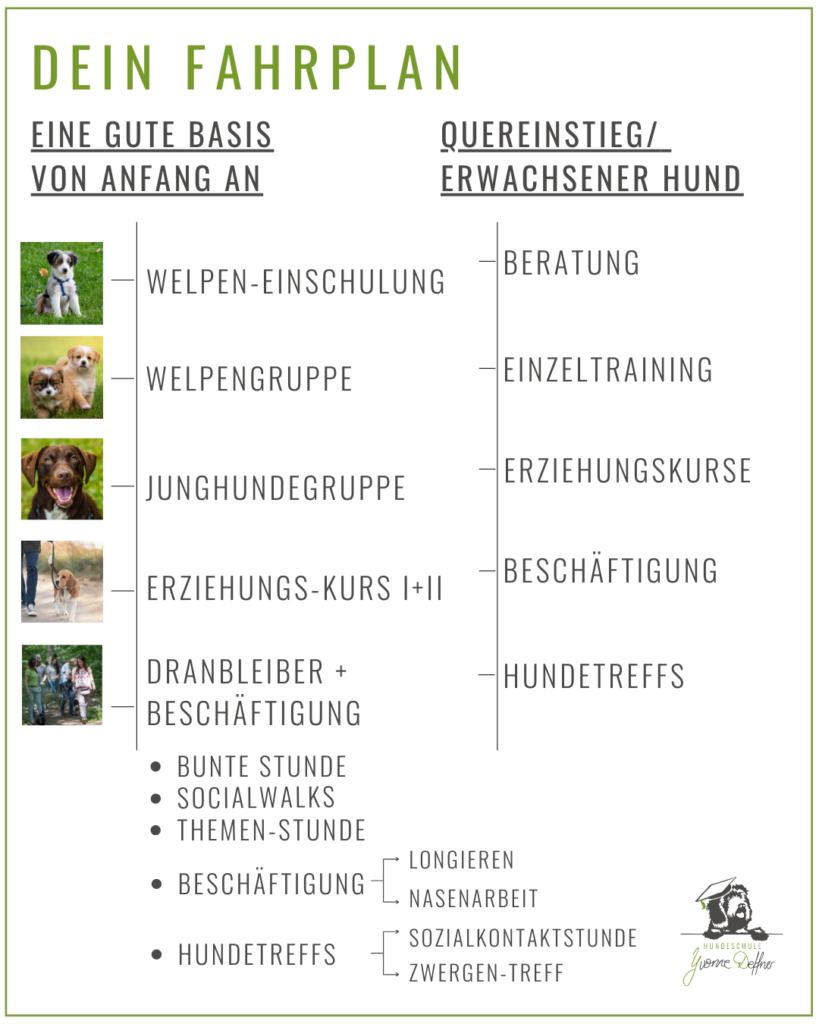 Dein Fahrplan für die Hundeschule, für einen gut erzogenen Hund