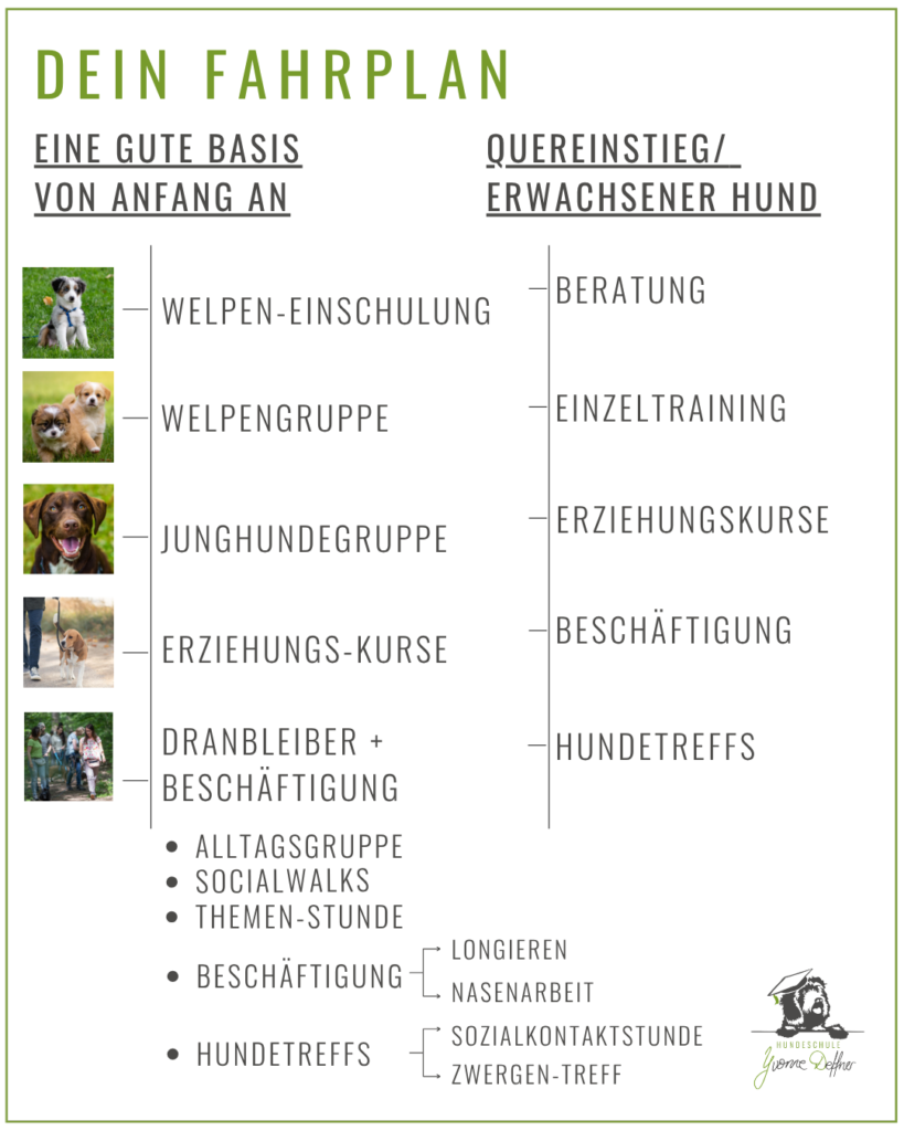 Dein Fahrplan für ein entspanntes Hundeleben