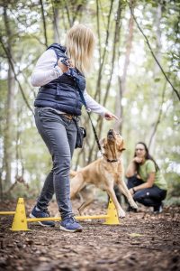 Junghund lernt Konzentration in der Gruppe