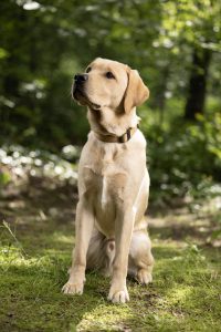 Nori lernt im Alltagstraining Sitz