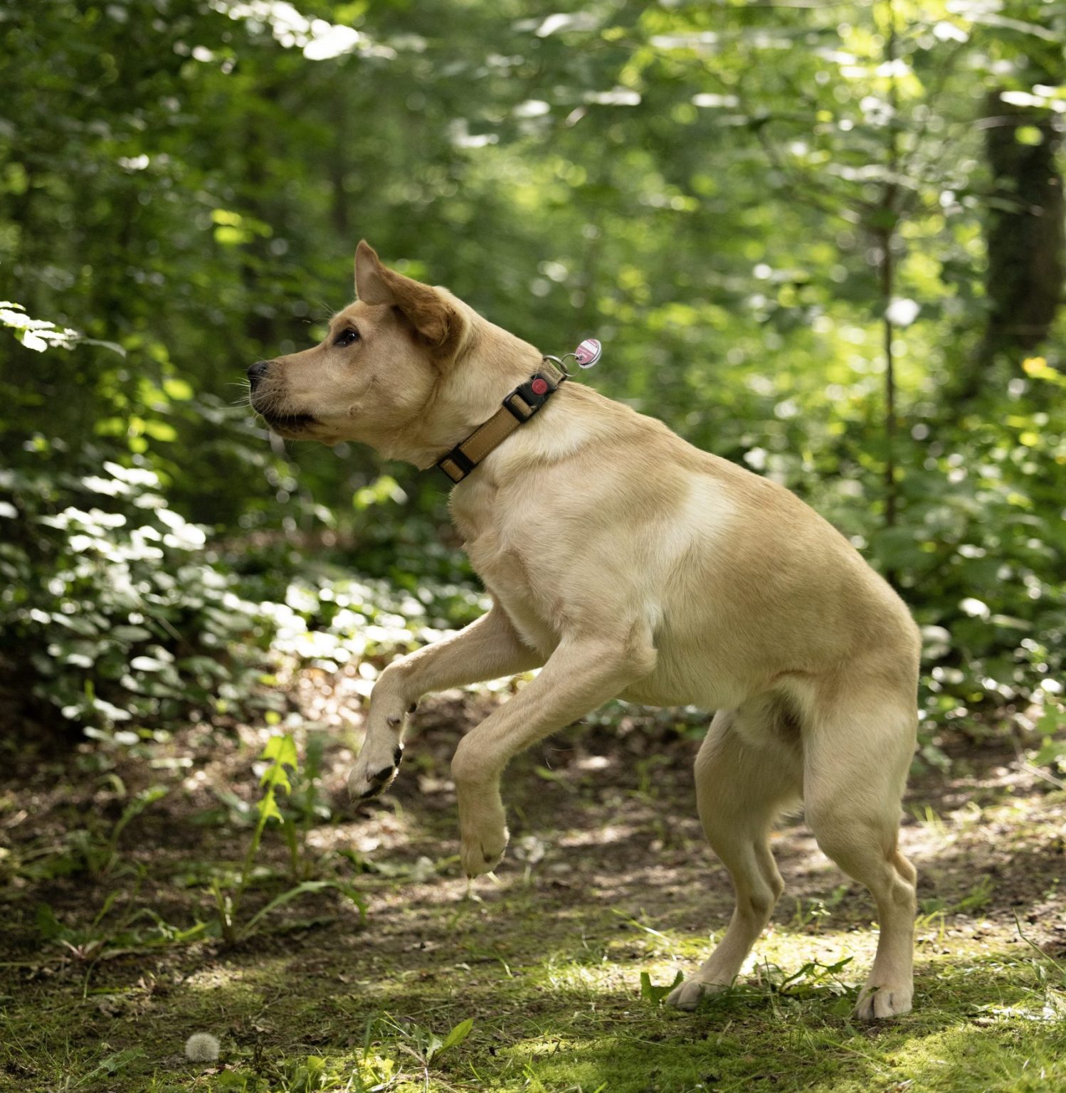 Zappelphilipp oder Hibbelhund, wir lernen hier Entspannung und Ruhe