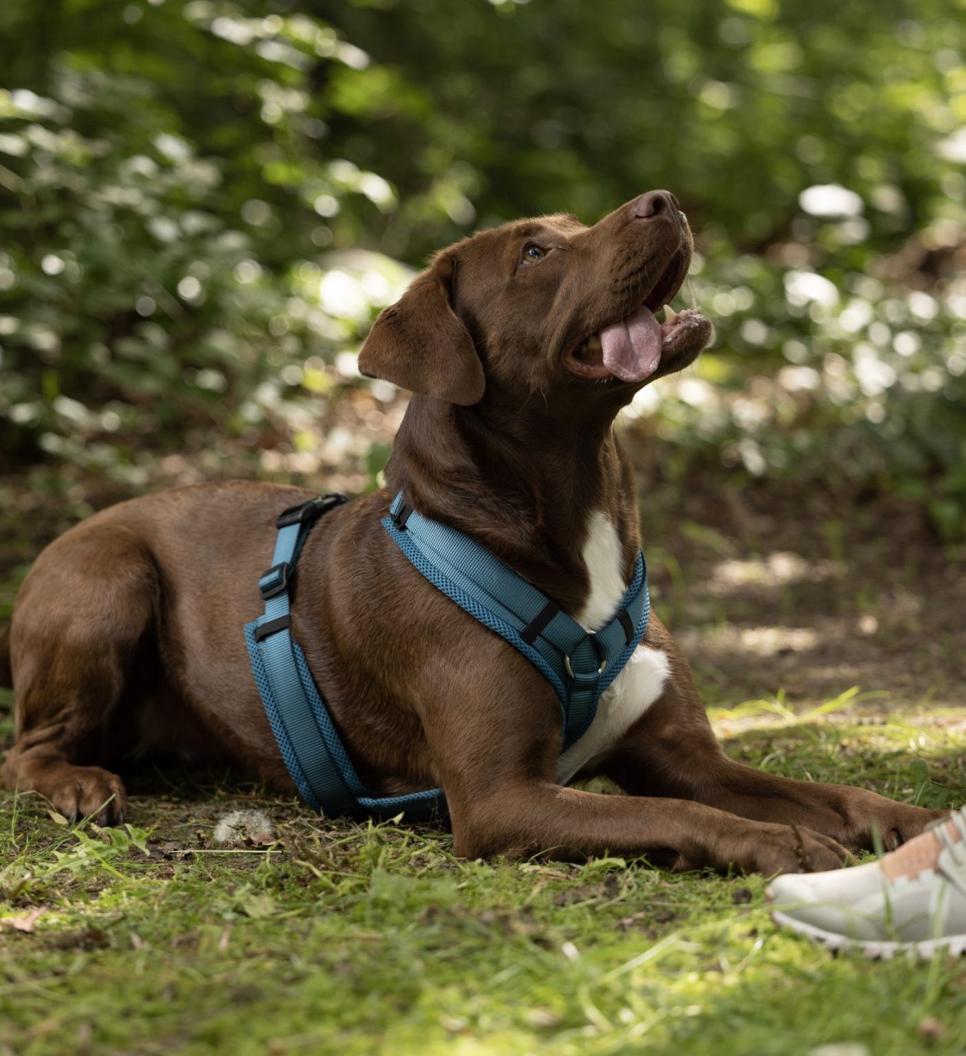 Junghund Paula wartet ruhig und macht Platz im Junghundetraining