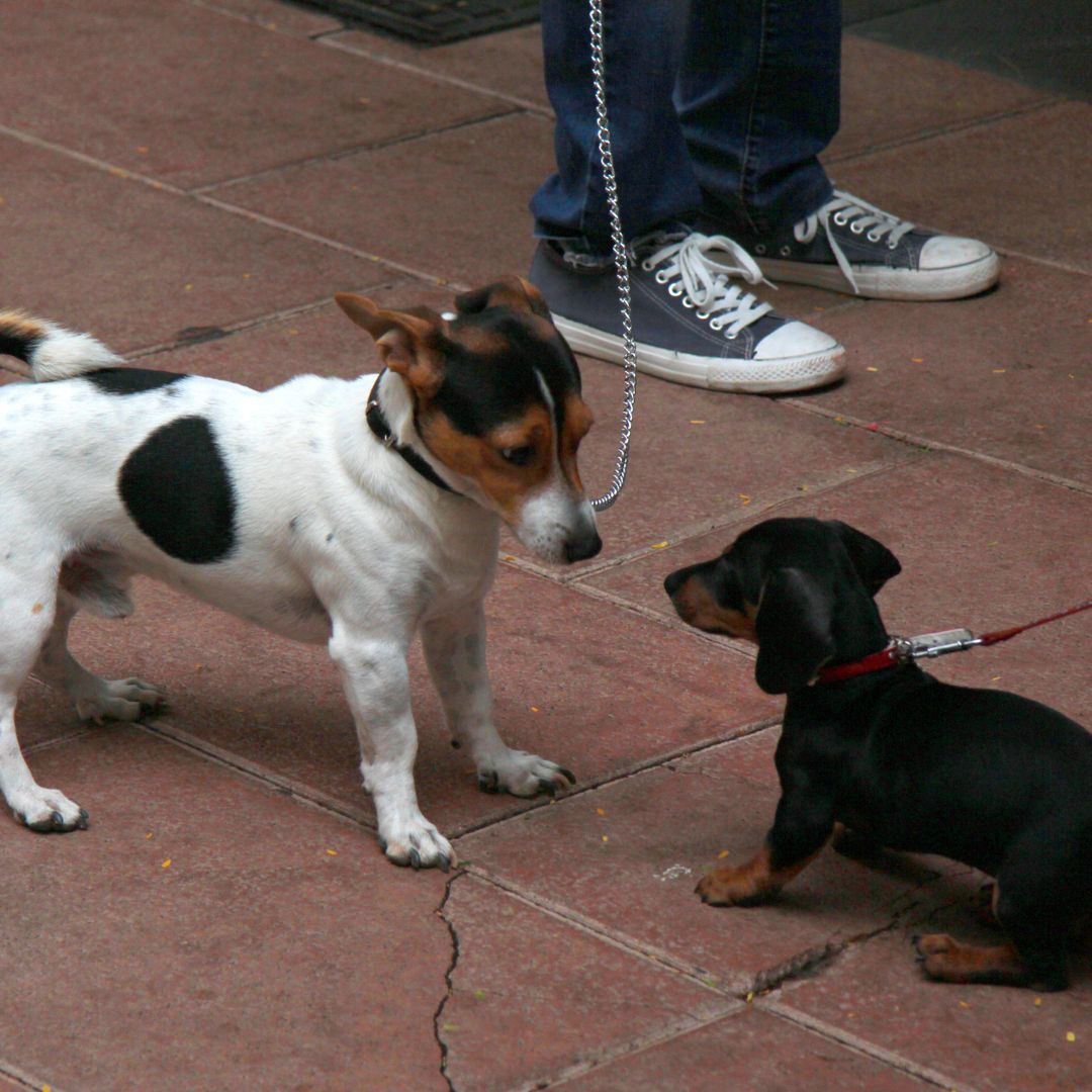 Hundebegegnungen üben und managen