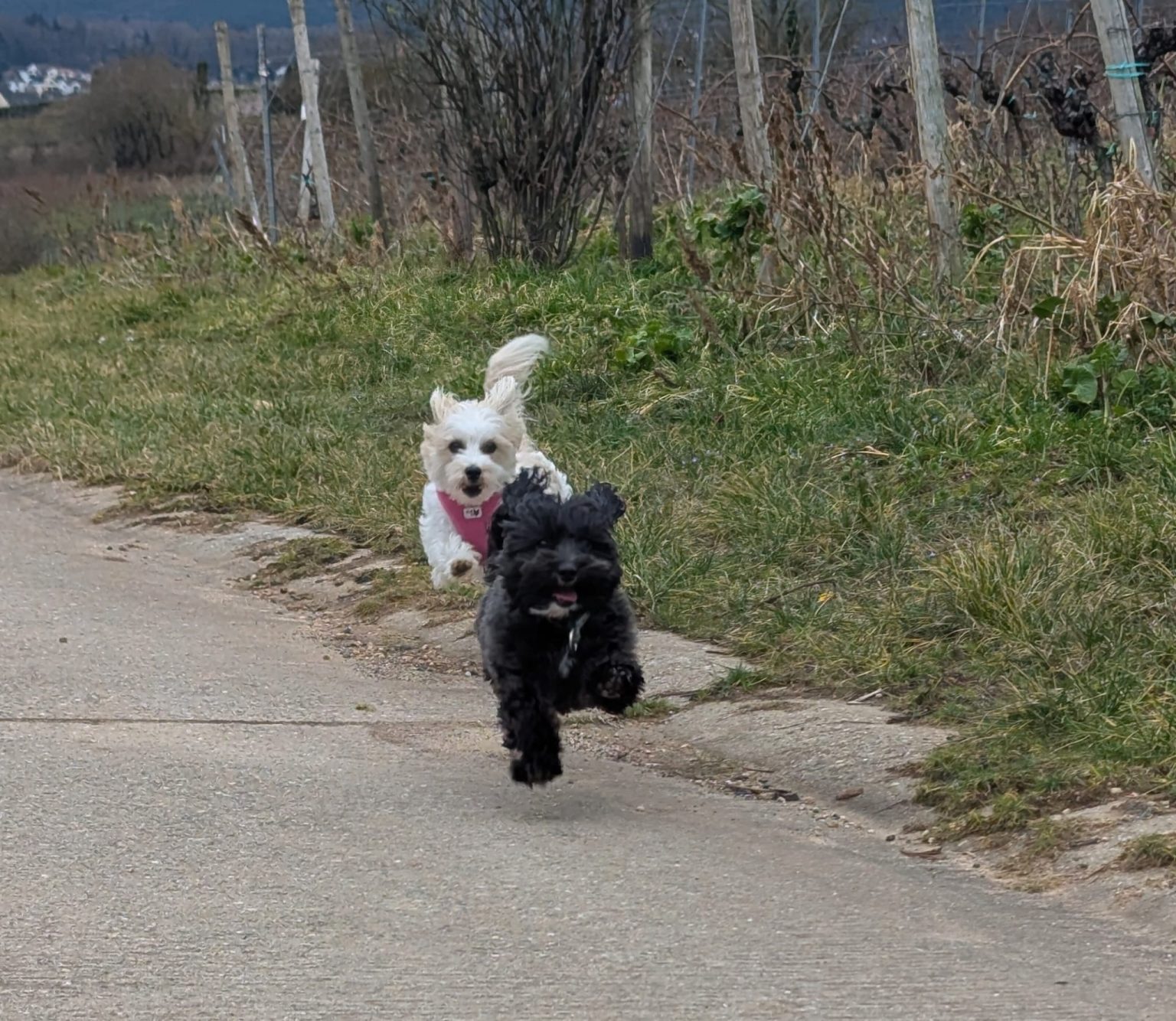 kleine Hunde erziehen auf dem gemeinsamen Spaziergang