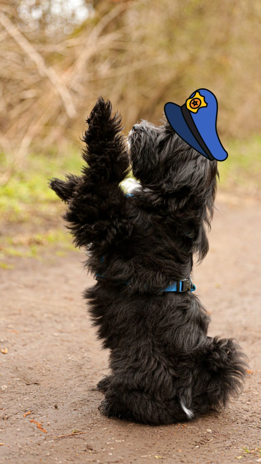 Krimiwanderung Spaß mit Hund