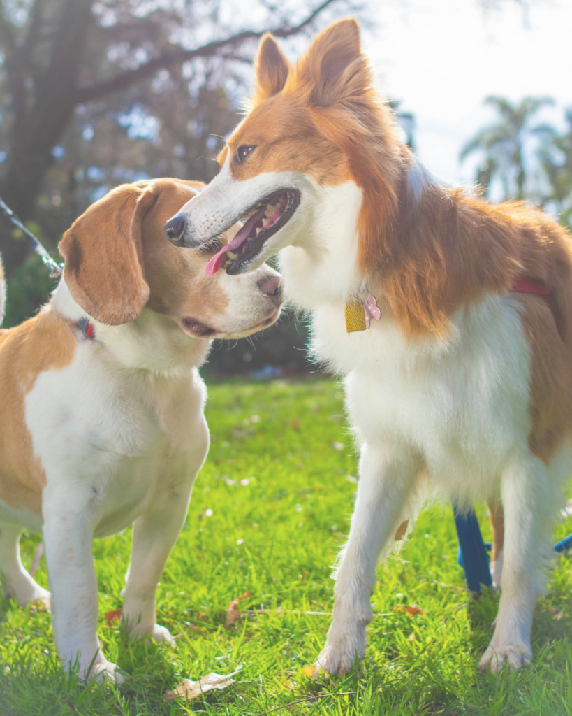 Hundebegegnungen üben in der Themenstunde bei Hundeschule Yvonne Deffner