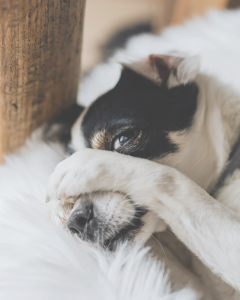 Hund Angst Silvester Böller