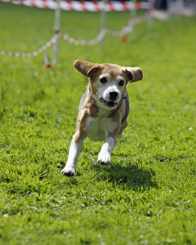 Körpersprache Hund Longieren