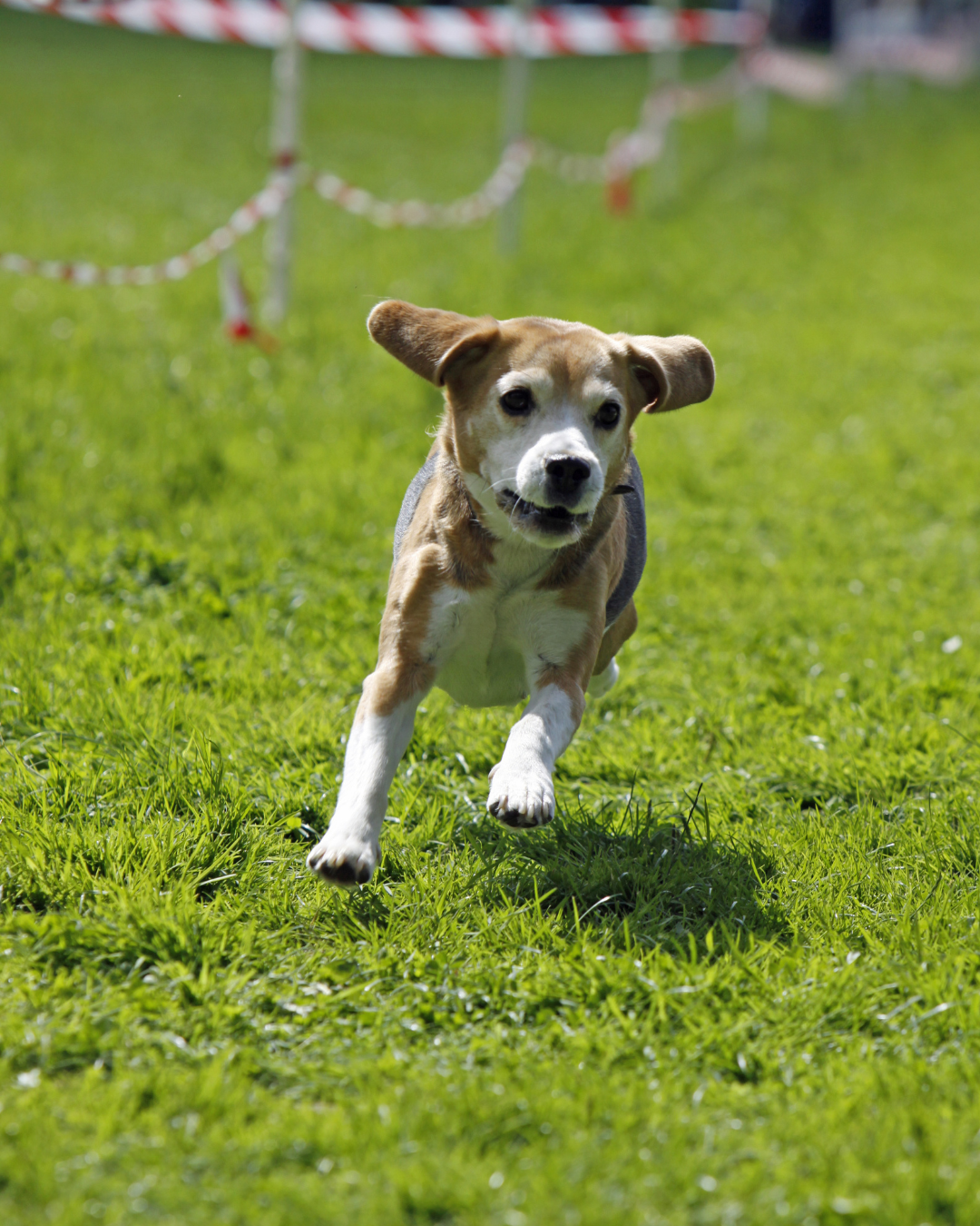 Körpersprache Hund Longieren