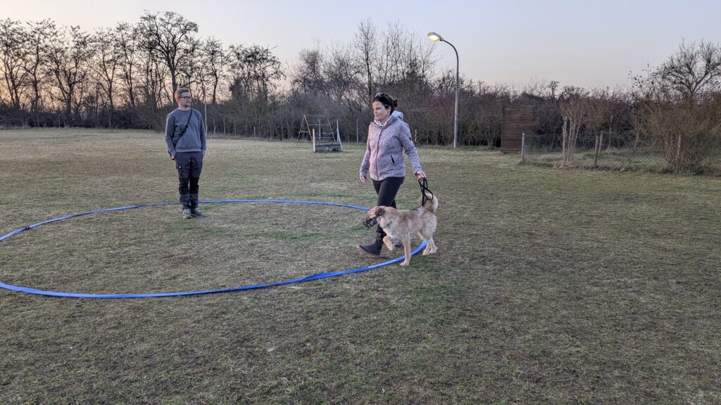 körpersprachliches Longieren mit Hund auch mit Maulkorb
