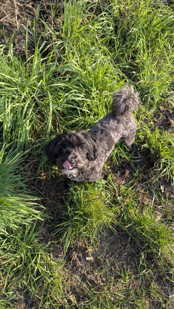 Verbot oder Erlauben, Darf der Hund auf die couch