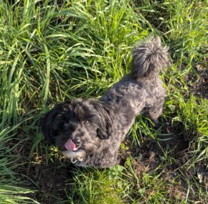 Verbot oder Erlauben, Darf der Hund auf die couch