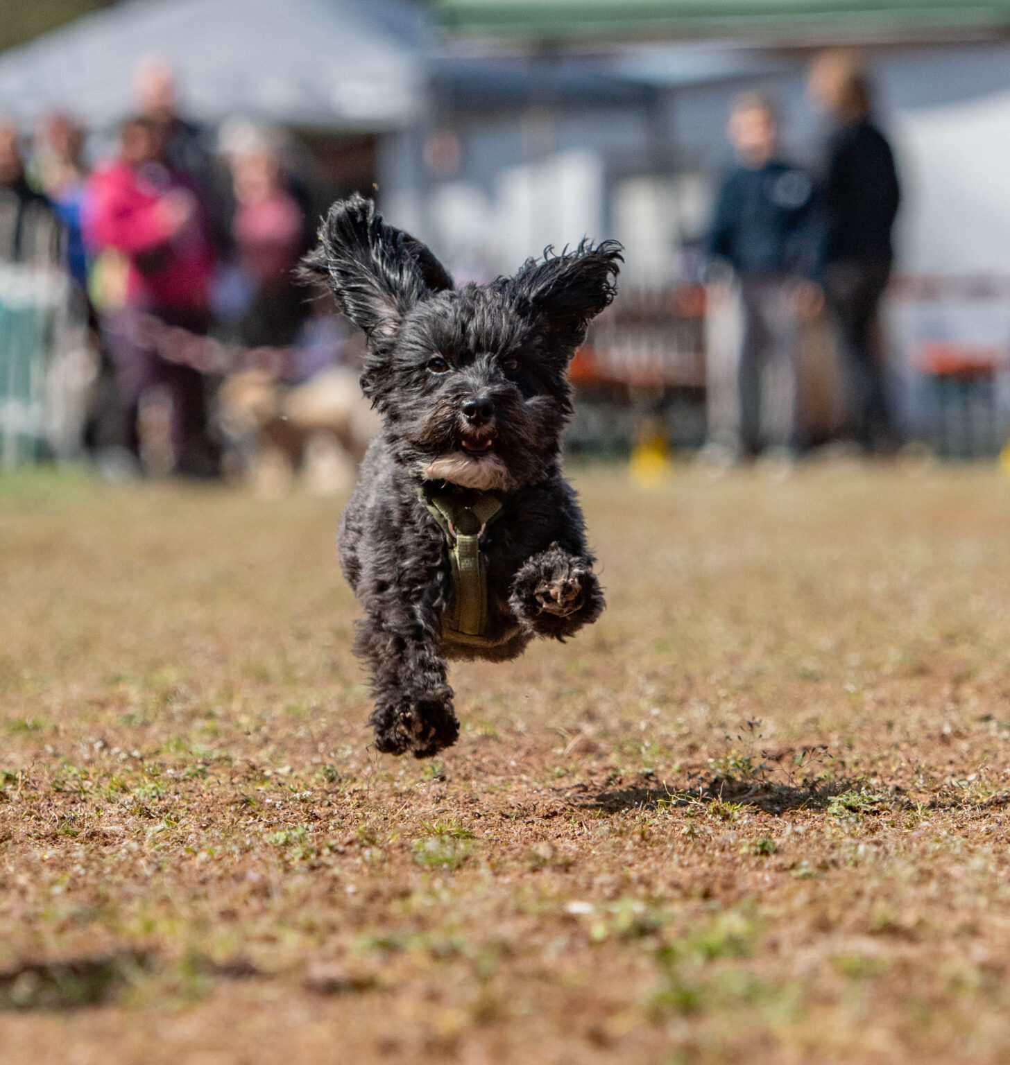 Foto Hund in Bewegung eingezäuntes Gelände