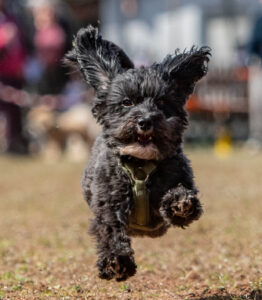 Foto Hund in Bewegung eingezäuntes Gelände